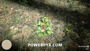 placere Wrap rynker Red Dead Redemption 2 Plants Locations
